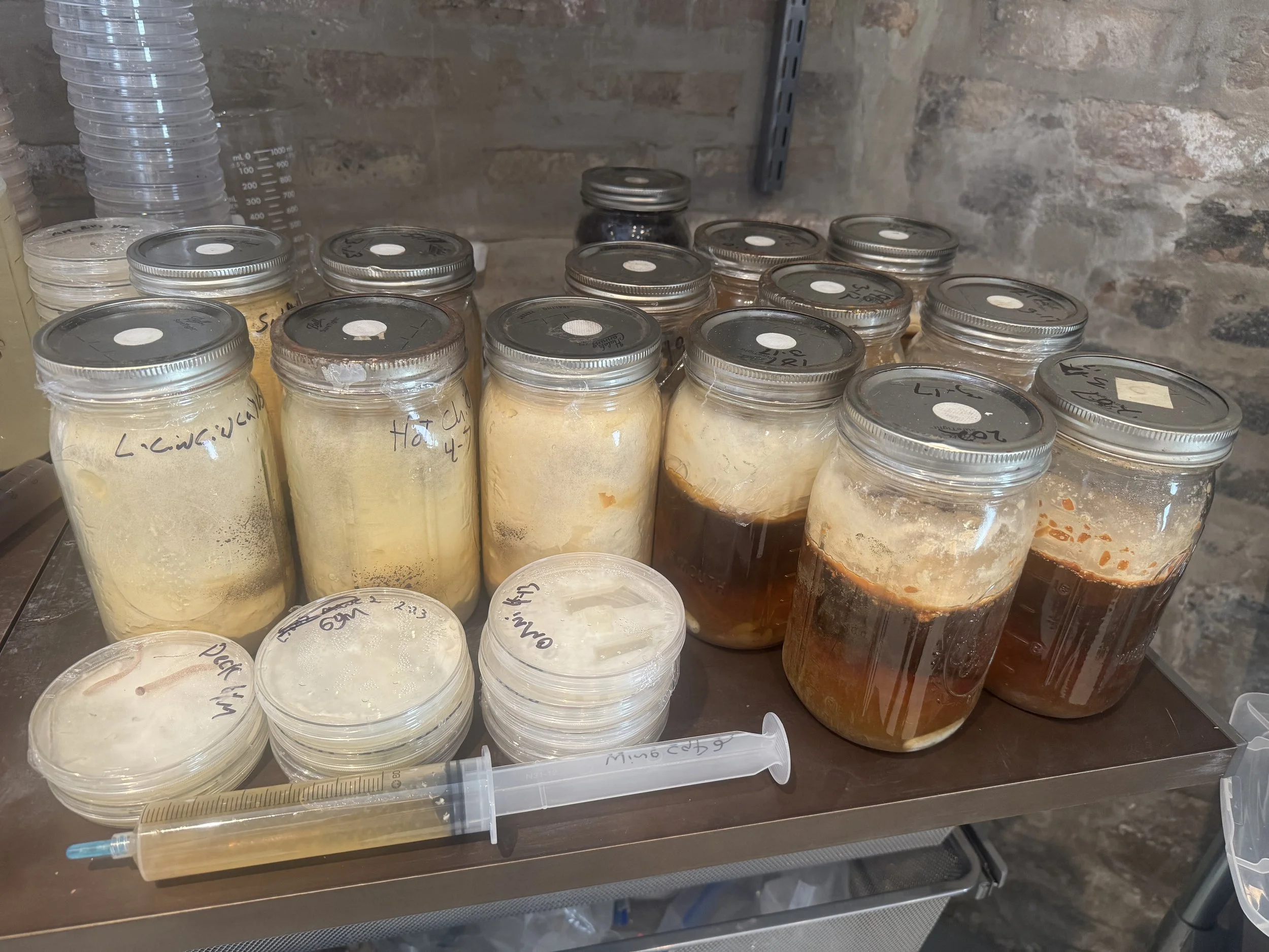 Various laboratory containers including glass jars with metal lids and plastic petri dishes stacked, containing samples or substances, on a countertop in a lab setting with a brick wall background.