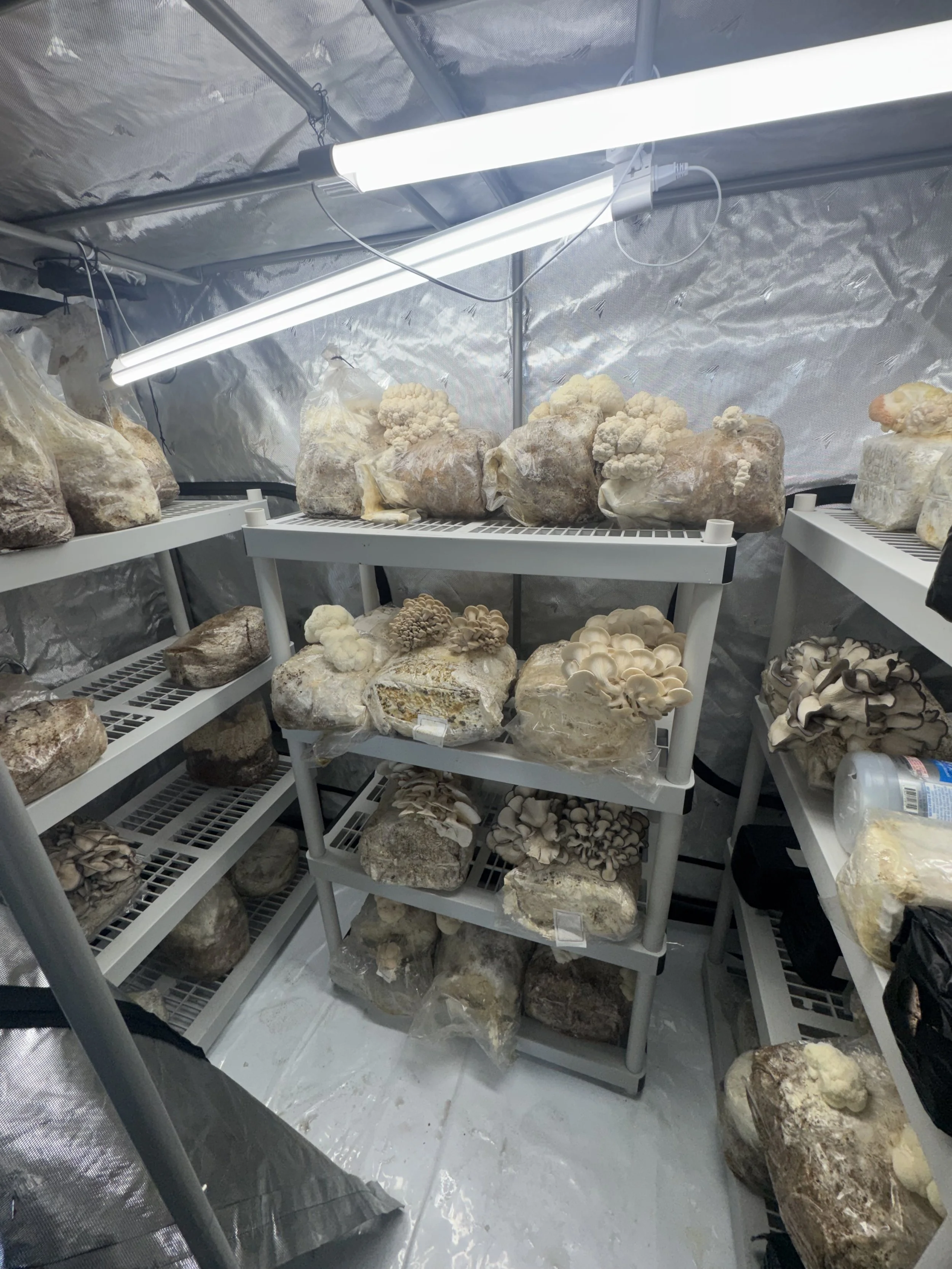 Indoor grow room with fluorescent lights and multiple shelves of large rocks with cauliflower or mushroom-like structures growing on them.
