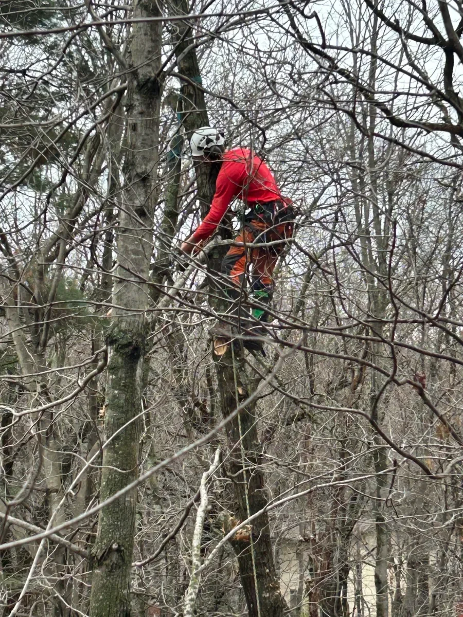 A person wearing a red jacket and safety helmet climbing a tree using climbing gear in a leafless forest during winter.