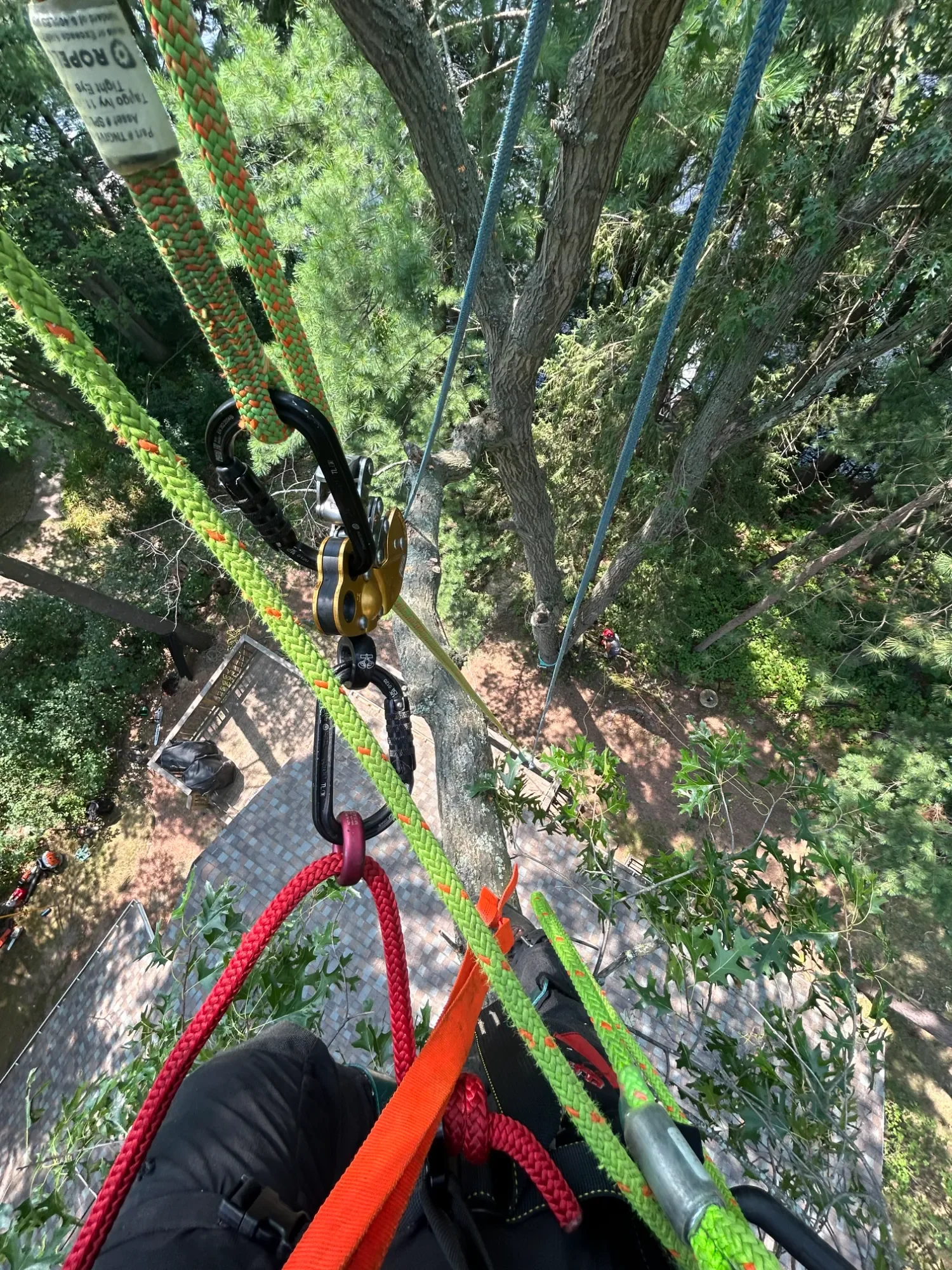 View from the top of a tree, showing climbing equipment including ropes and carabiners, with a person ascending and a platform with a protective covering on the ground below.