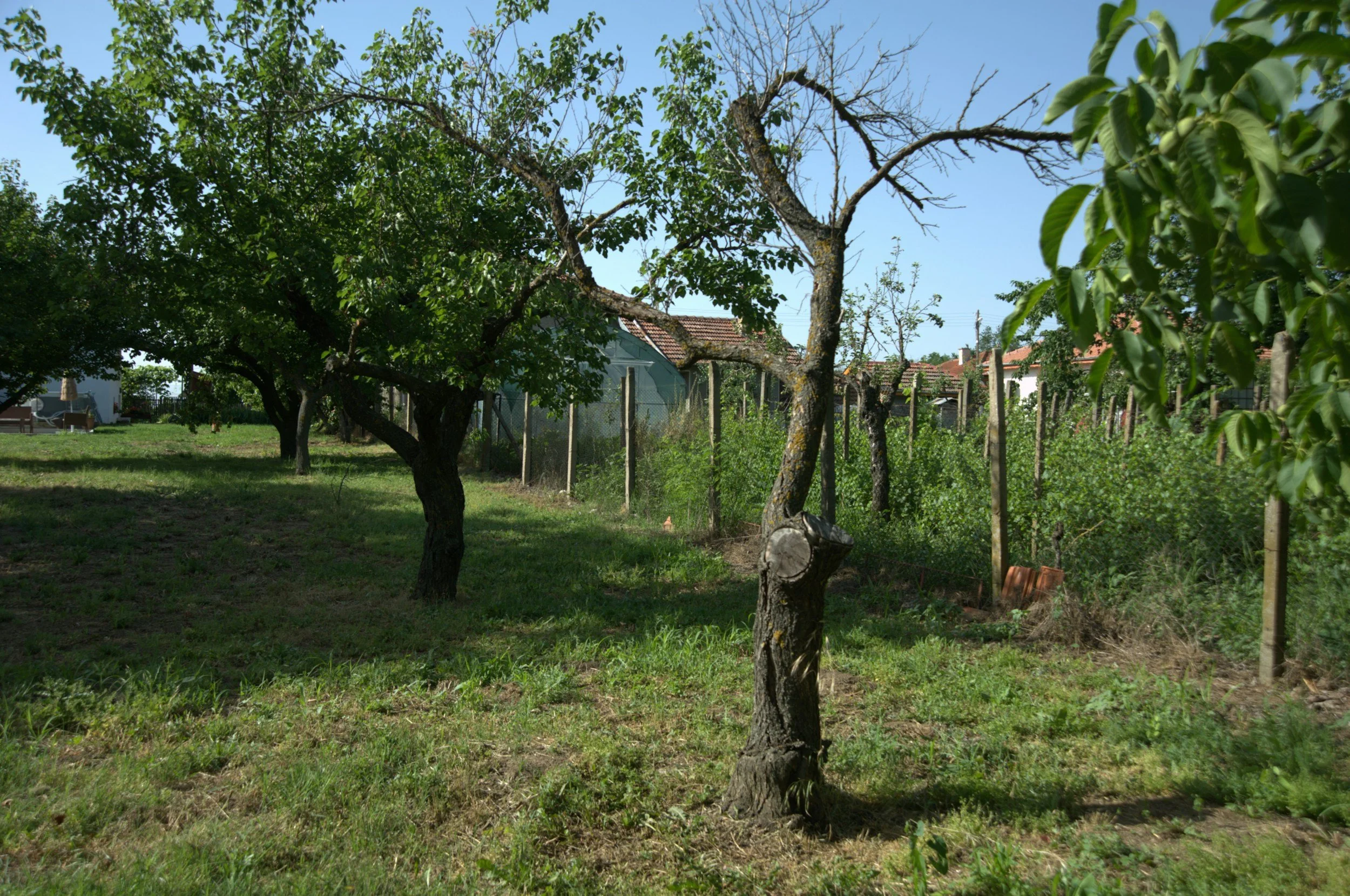 A backyard with a grass lawn, several trees including one with a large trunk and some with green leaves, and a wire fence, with houses visible in the background under a clear blue sky.