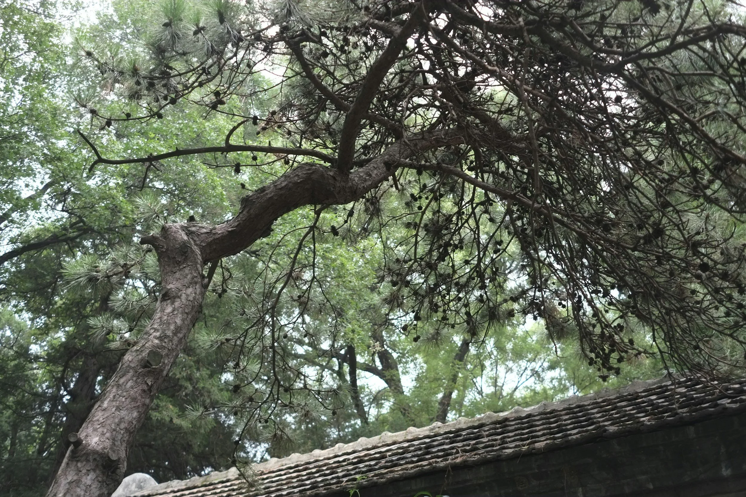 Tree branches and pine cones above a tiled roof.
