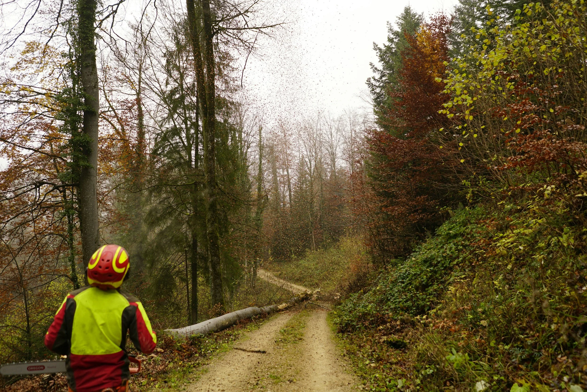 A person wearing a red and yellow helmet and high-visibility jacket riding a dirt bike on a forest trail with fallen trees and dense trees on both sides during overcast weather.