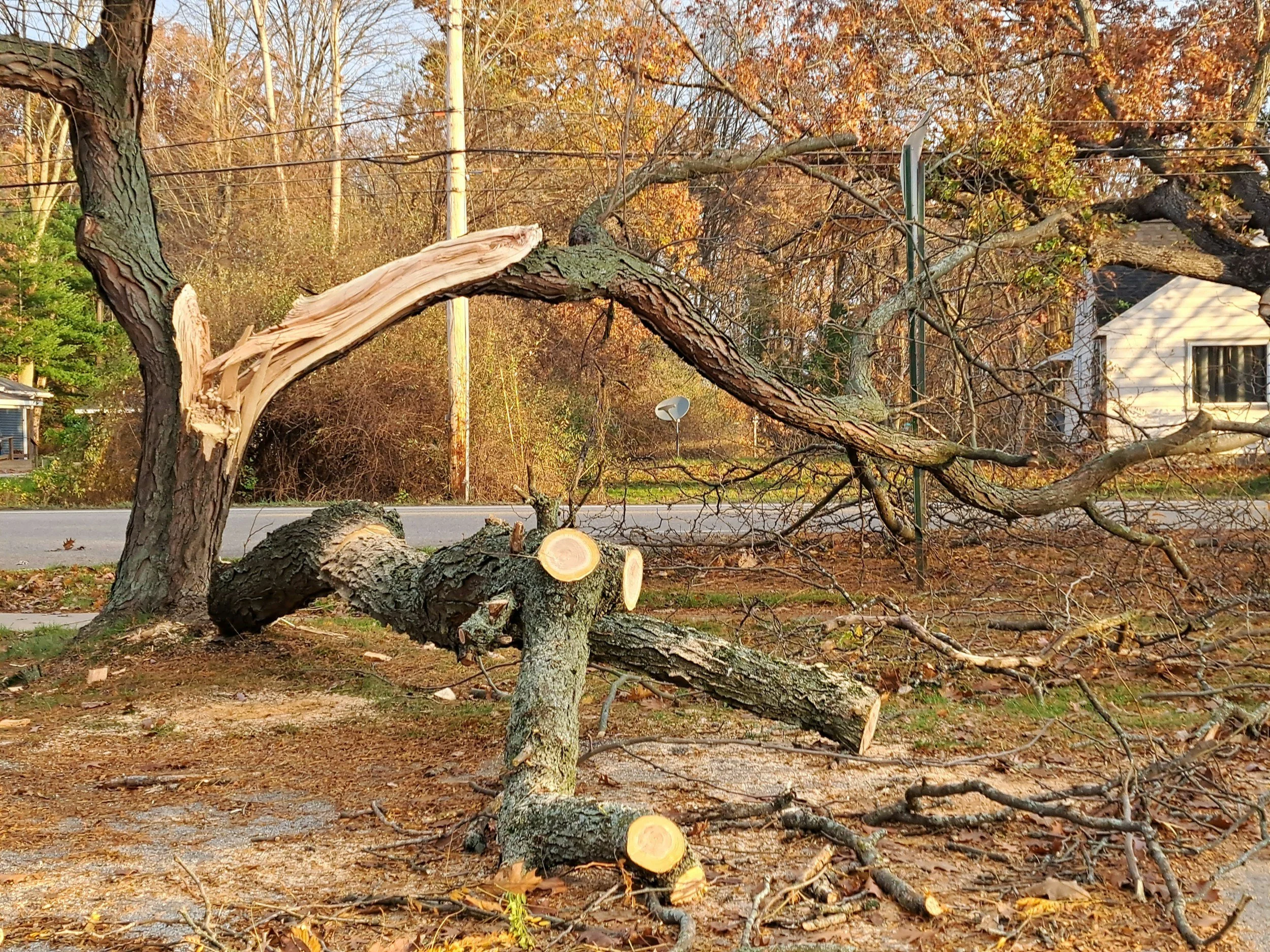 A fallen tree with broken branches and exposed wood, lying in a yard during autumn, with some leaves scattered on the ground and a house visible in the background.