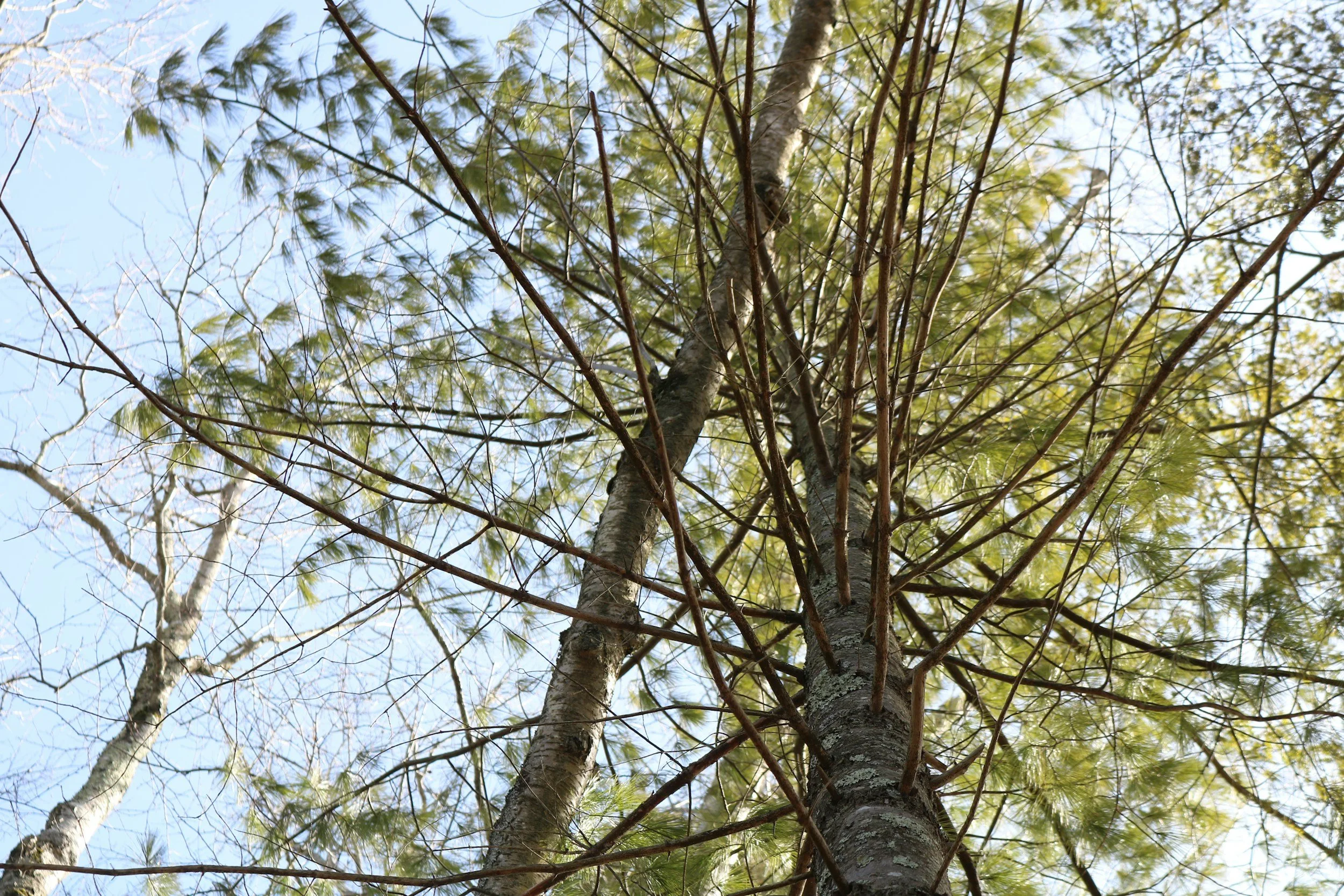 View of a pine tree looking up from the ground, showing branches, green needles, and a blue sky.