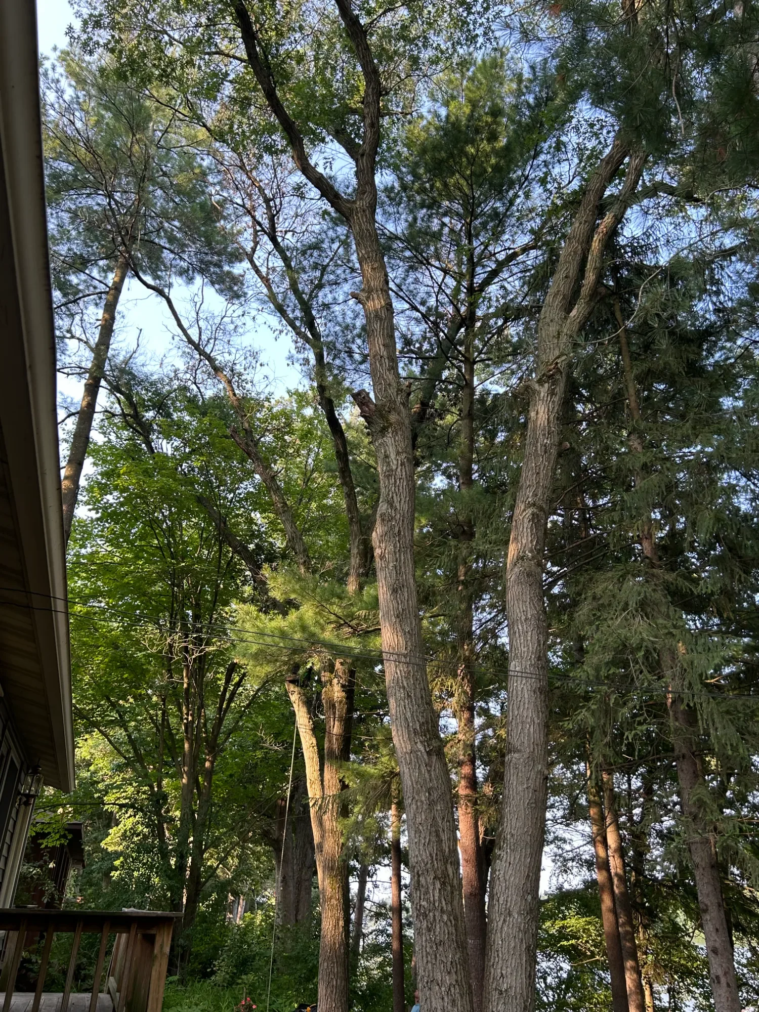 Tall trees with green foliage and blue sky visible through the leaves, viewed from a yard with part of a house and wooden deck in the foreground.