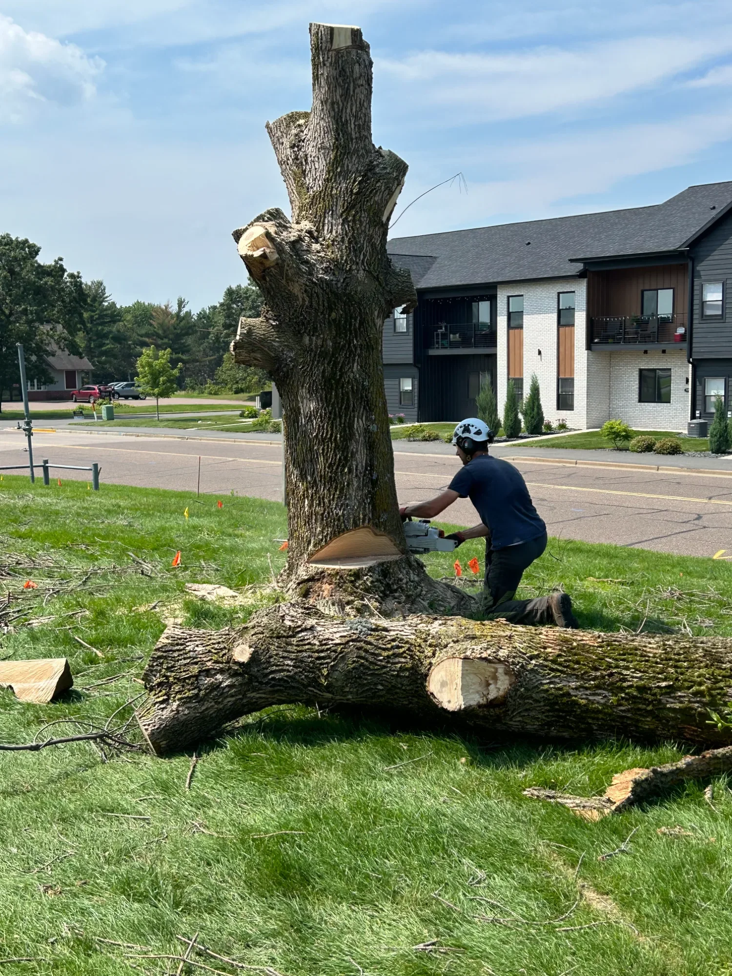 A person cutting down a large, fallen tree in a grassy area near a street, with a modern apartment building in the background.