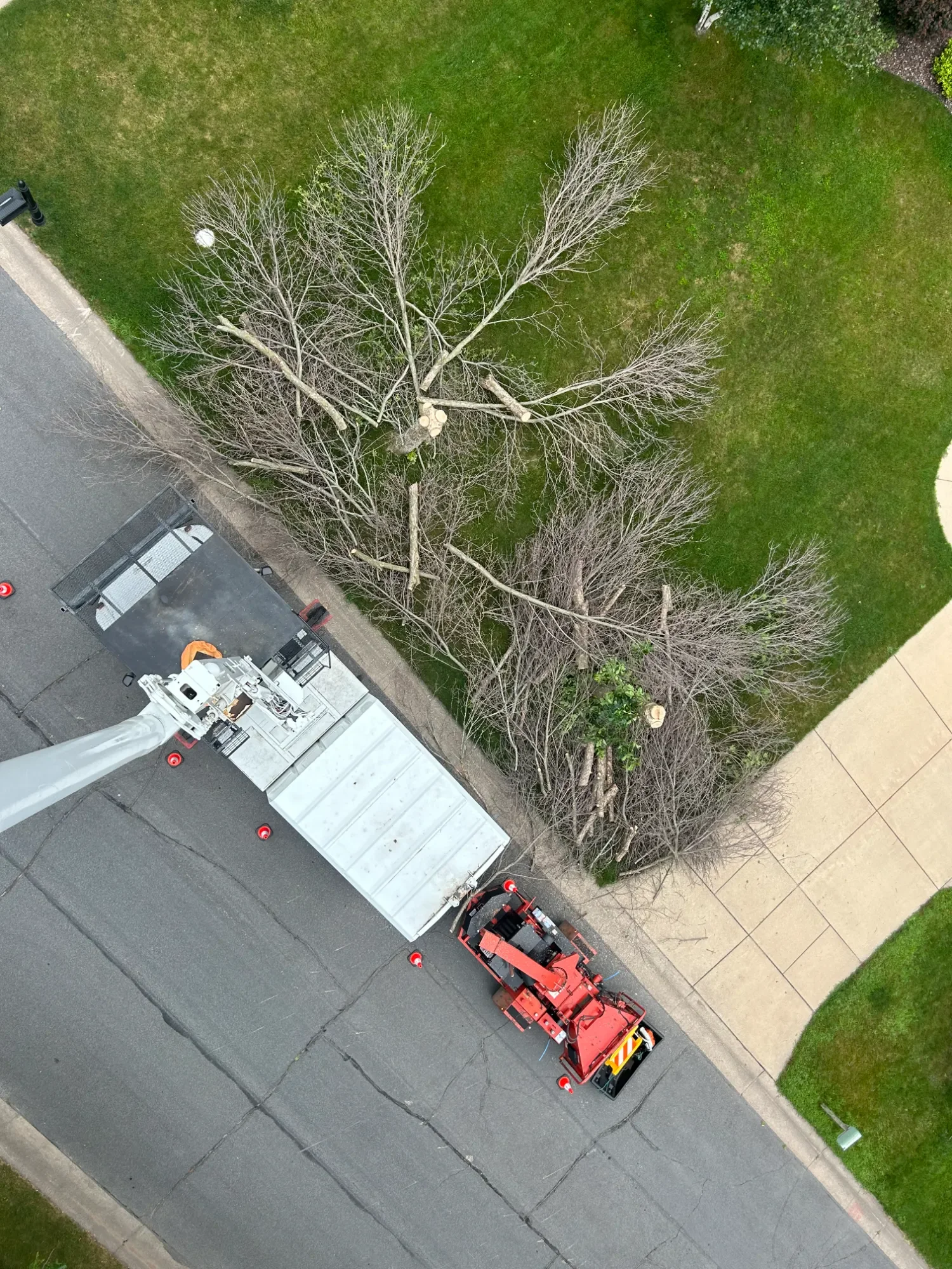A tree with broken branches being cut down using a cherry picker lift on a paved street near a grassy area.