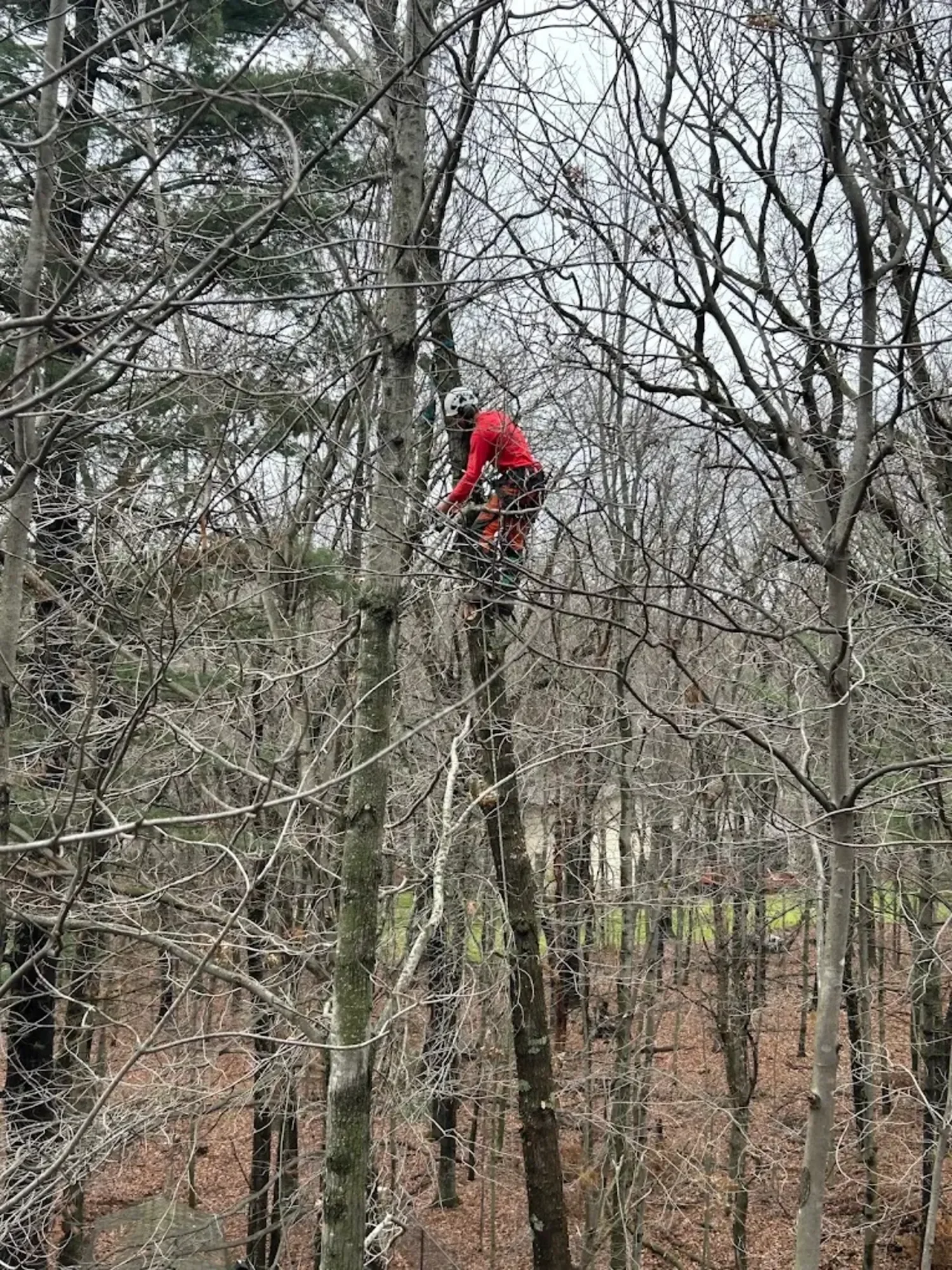 A person wearing a white helmet and red jacket is climbing a tree in a forest with many leafless trees.