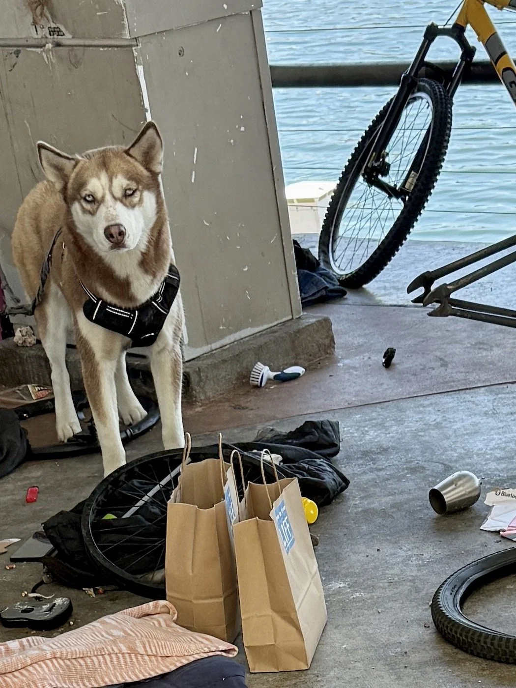  A sweet huskie we met guarding his owners belongings. 