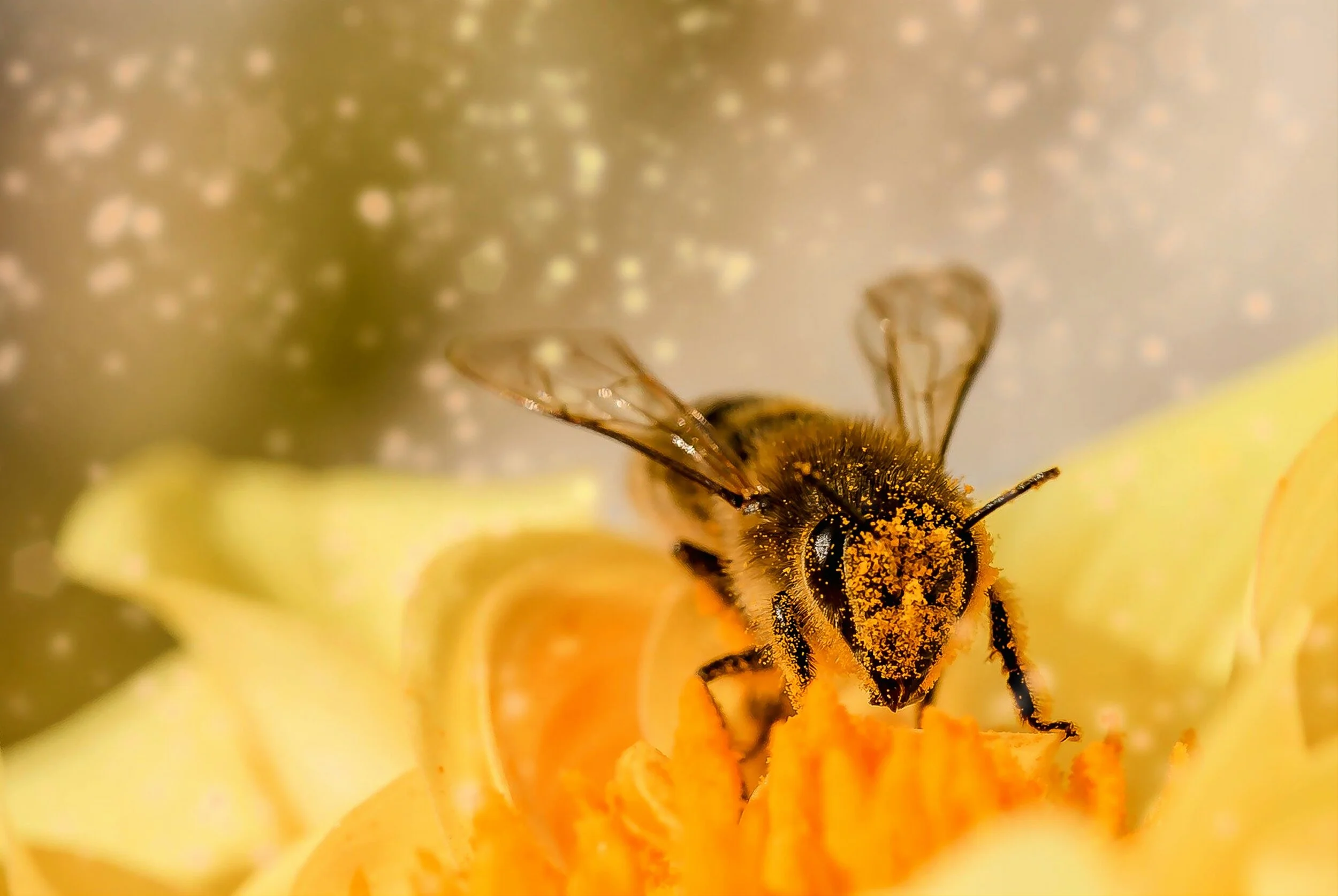 bees.jpg