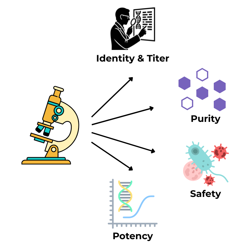 Viral vector analytics diagram showing microscope icon at center with arrows to four assay categories: identity and titer, purity, safety, and potency - illustrating key areas of analytical testing in viral vector manufacturing.