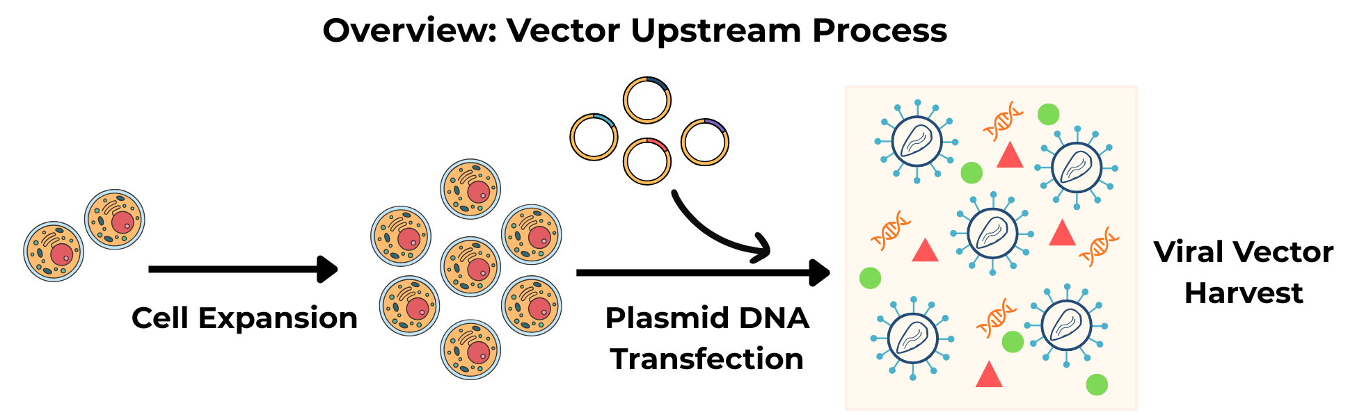 Upstream viral vector manufacturing process showing HEK cell expansion, transient transfection or stable producer induction, and vector harvest - first stage of gene therapy vector production.