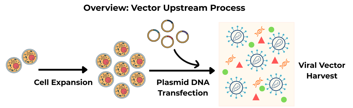 Viral Vector Manufacturing 101 — Brenna Consulting LLC