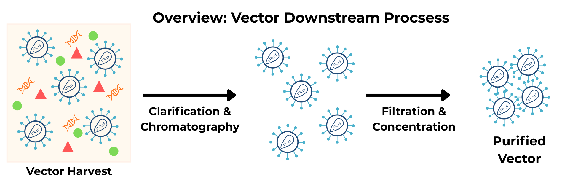 Downstream viral vector purification workflow illustrating clarification, chromatography, and filtration steps to separate and concentrate AAV or lentiviral vectors for cell or gene therapy use.