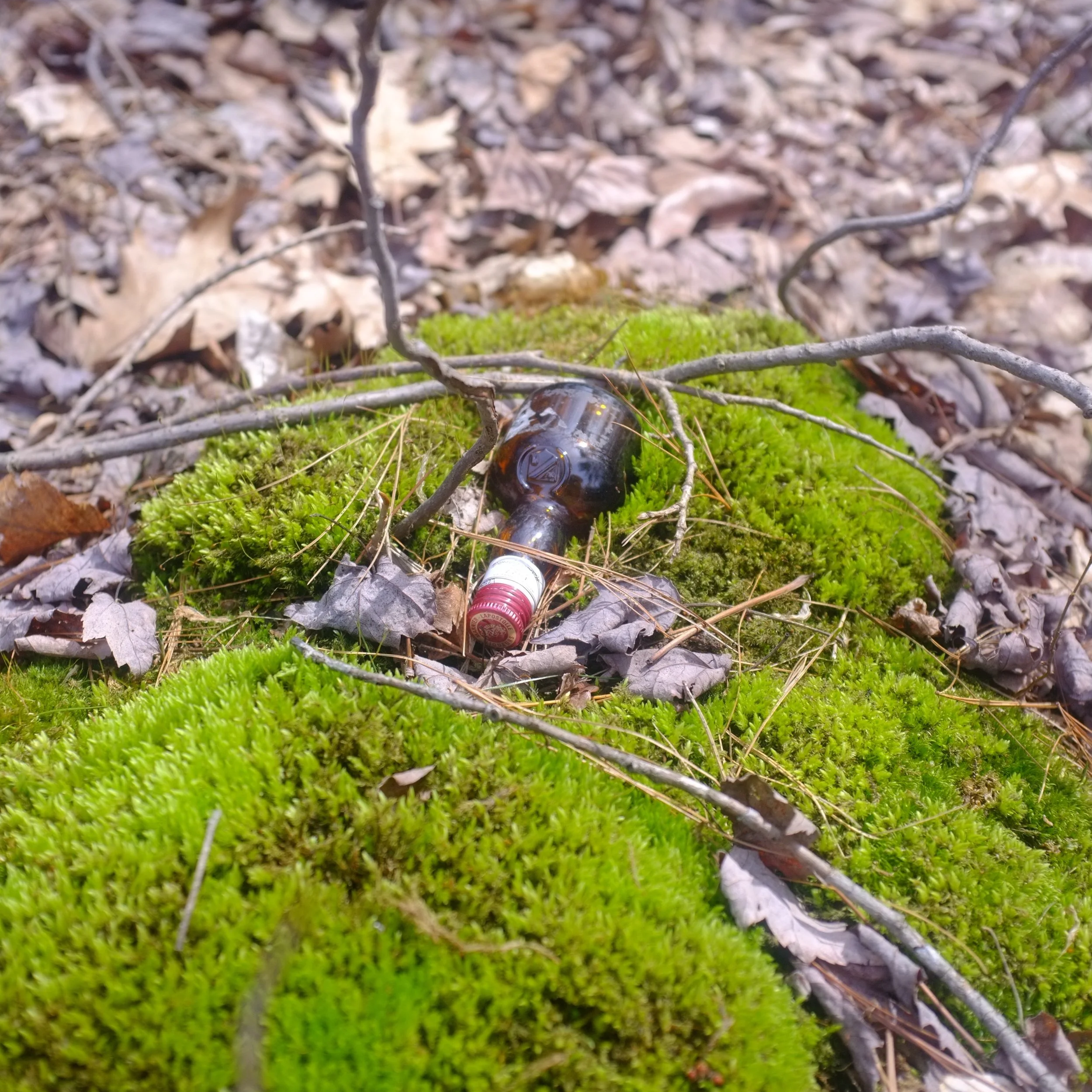 Stony Brook Reservation Litter Clean-Up (Second Day)