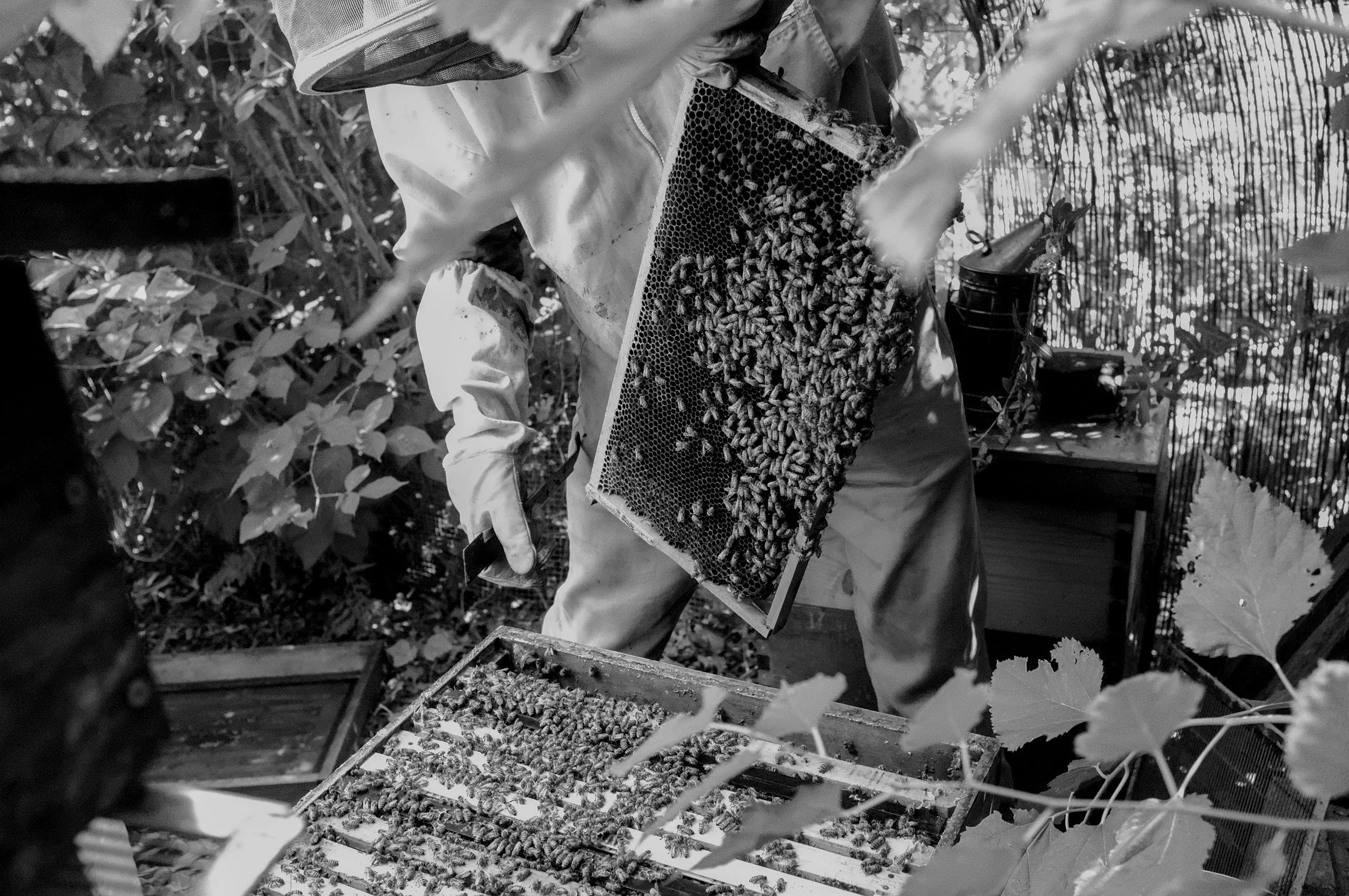 8_Hive.jpg