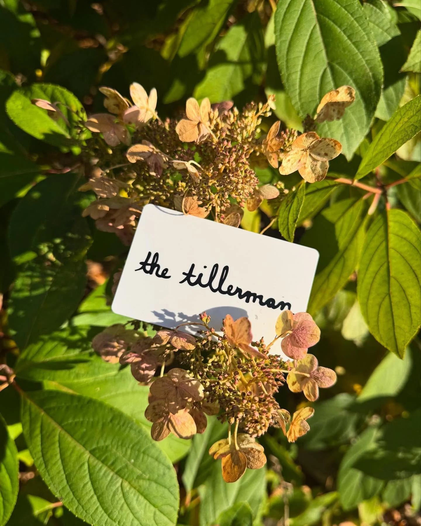 Just a little reminder that we always have gift cards available 🤗 They can be picked up:
• 𝗗𝘂𝗿𝗶𝗻𝗴 𝘁𝗵𝗲 𝗱𝗮𝘆: Tues-Sat (9-5)
• 𝗜𝗻 𝘁𝗵𝗲 𝗲𝘃𝗲𝗻𝗶𝗻𝗴: Wed-Sat (during dinner service)
Or you can purchase them online! 
#thetil