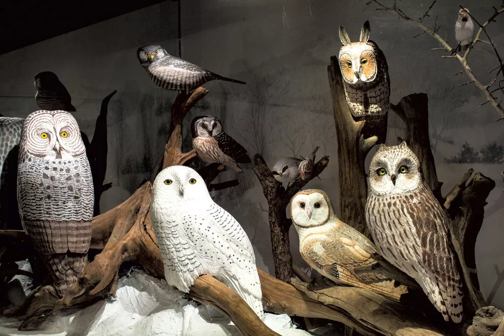 birds of vermont museum