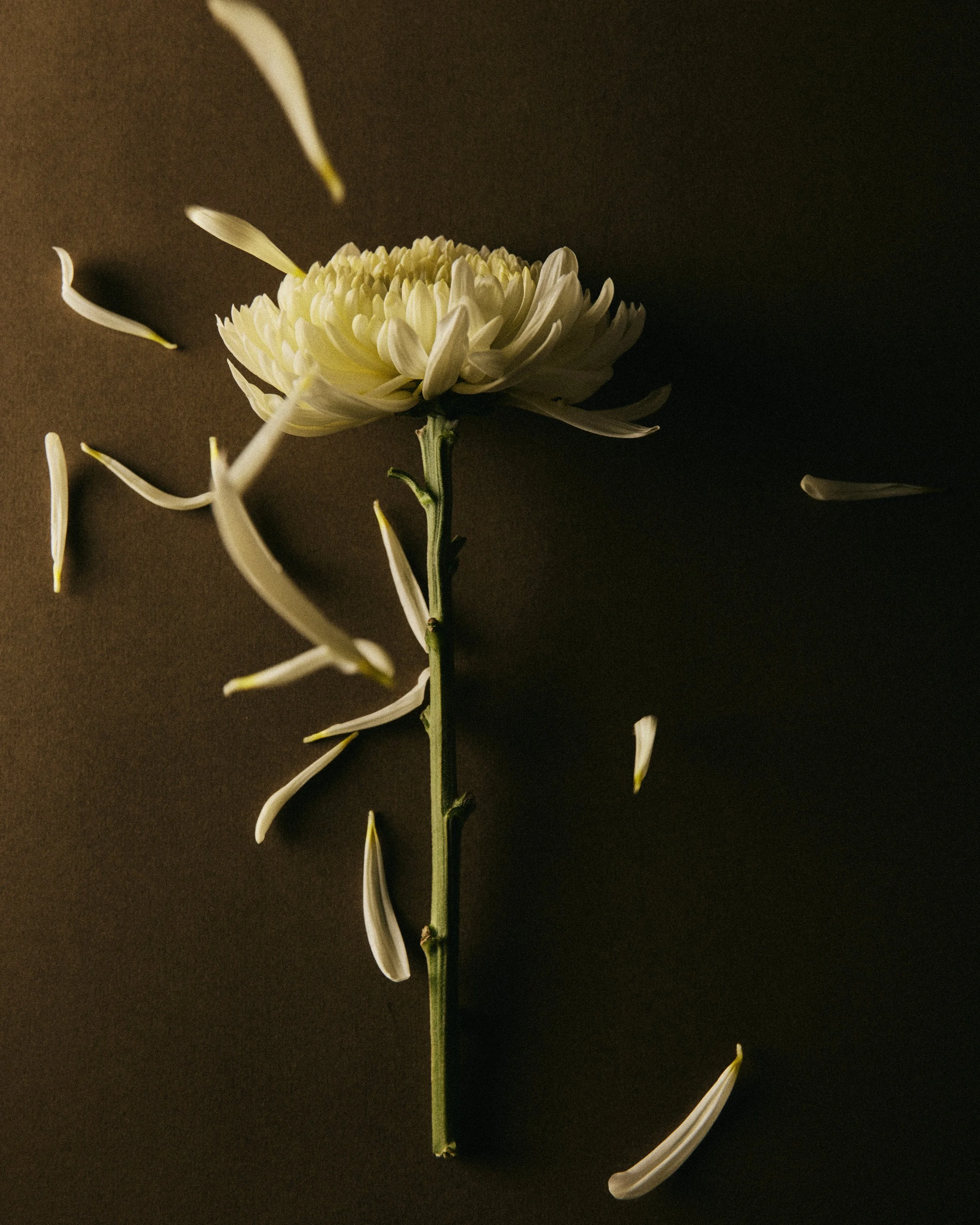 STILL VOL III-0972.jpg