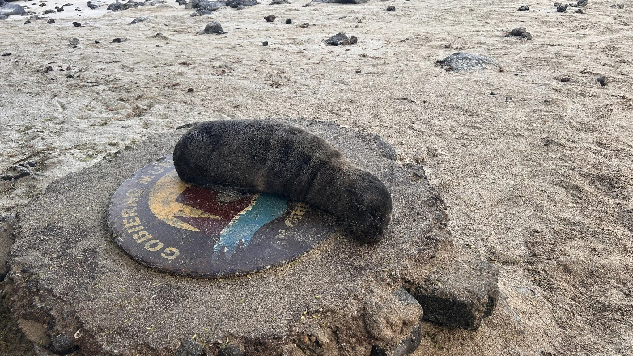 E sea lion.jpg