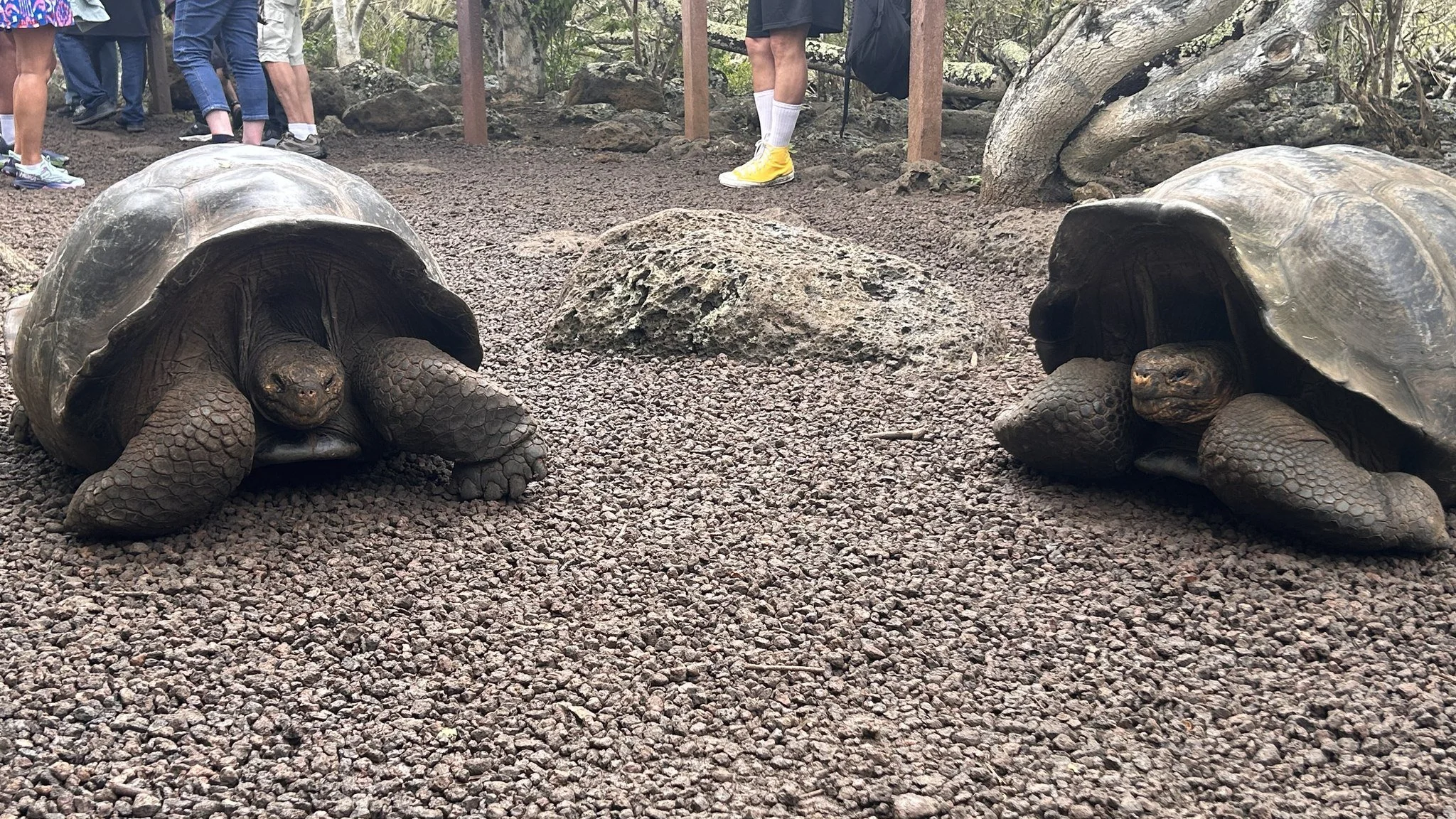 E Tortoise.jpg
