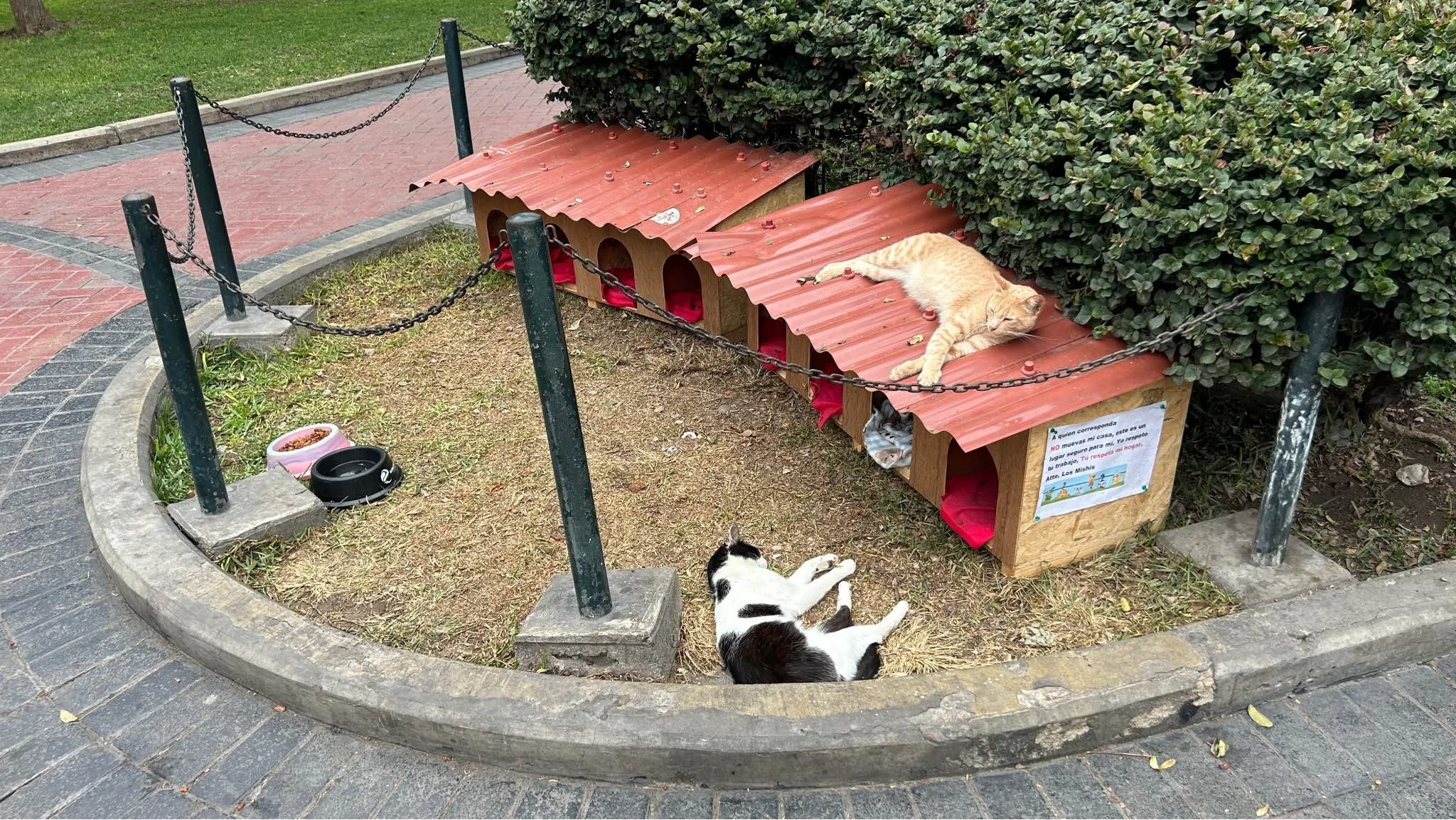 PE cat park.jpg