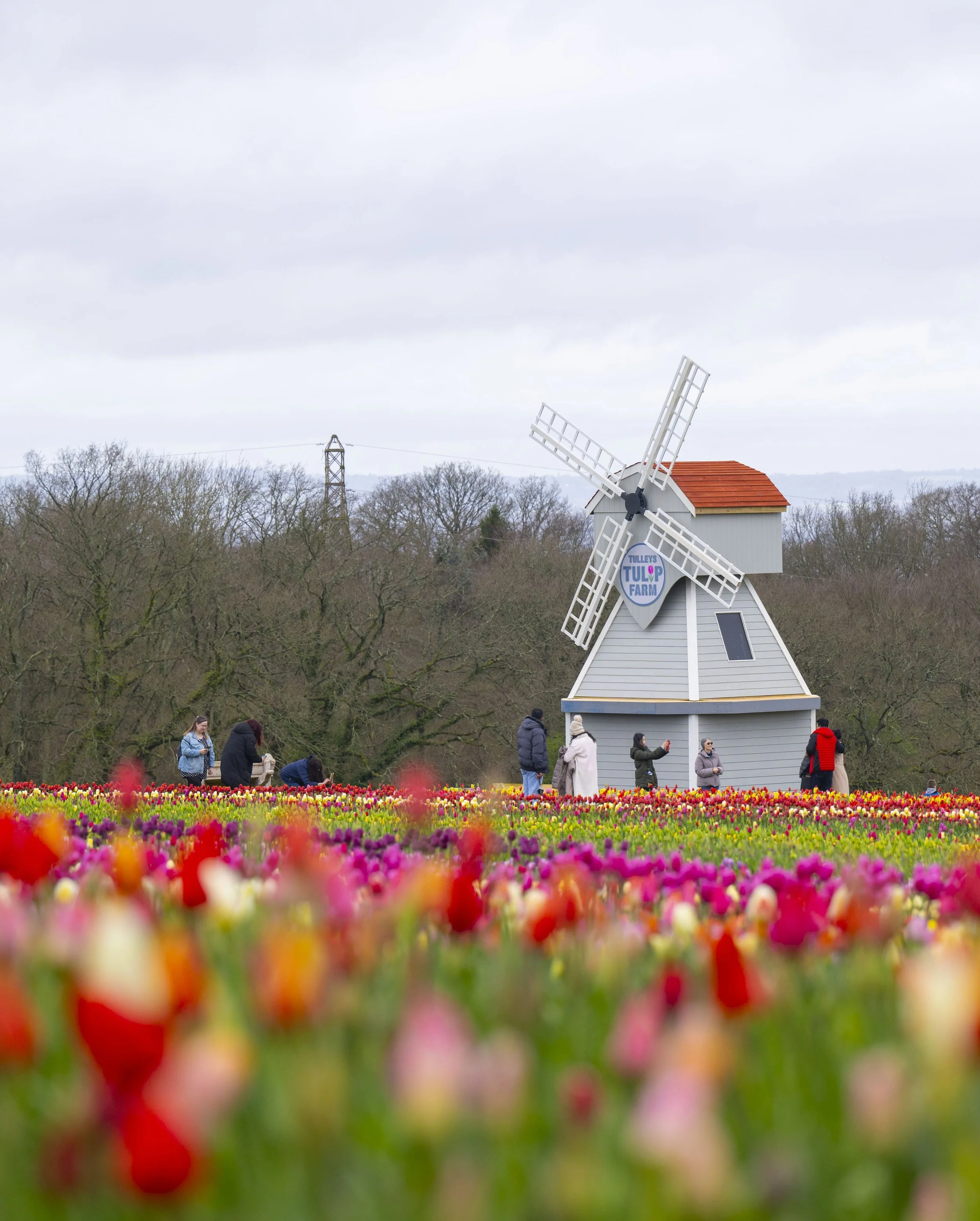 flower-field-tulleys-farm-6620f7e44944a.jpg