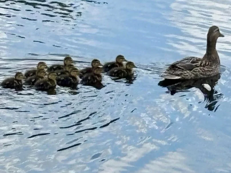 From tiny cracked eggs one day&hellip; to a proud mama duck leading her 11 fluffy ducklings the next 🐣🦆💛

There&rsquo;s just something magical about watching new life unfold right before your eyes&mdash;it&rsquo;s a reminder that home isn&rsquo;t 
