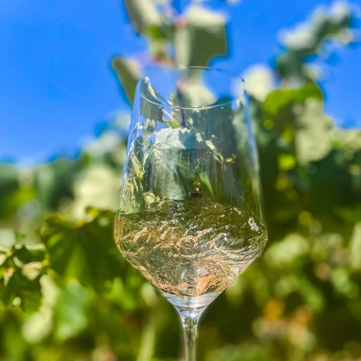 Italian Wine Dinner + Viscious Fire Kooken + Pineywood Vineyard