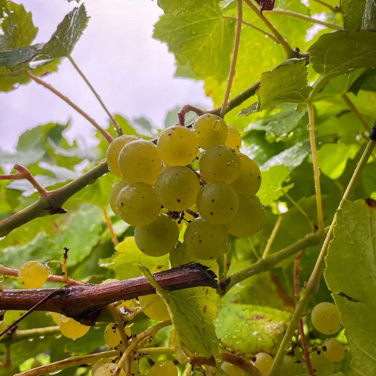 Blanc du Bois 2025 Vintage + Pineywoods Vineyard