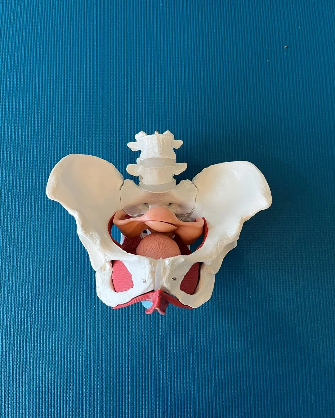 Pelvic Wisdom: Posture, Breath & the Foundations of Support