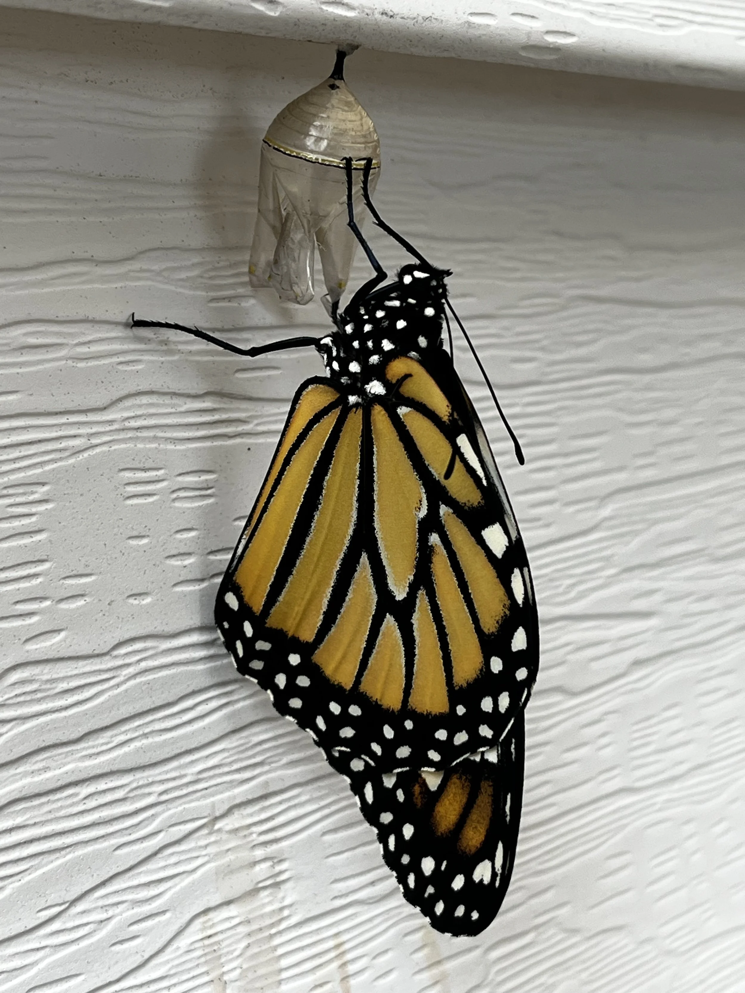 The Summer of the Butterfly