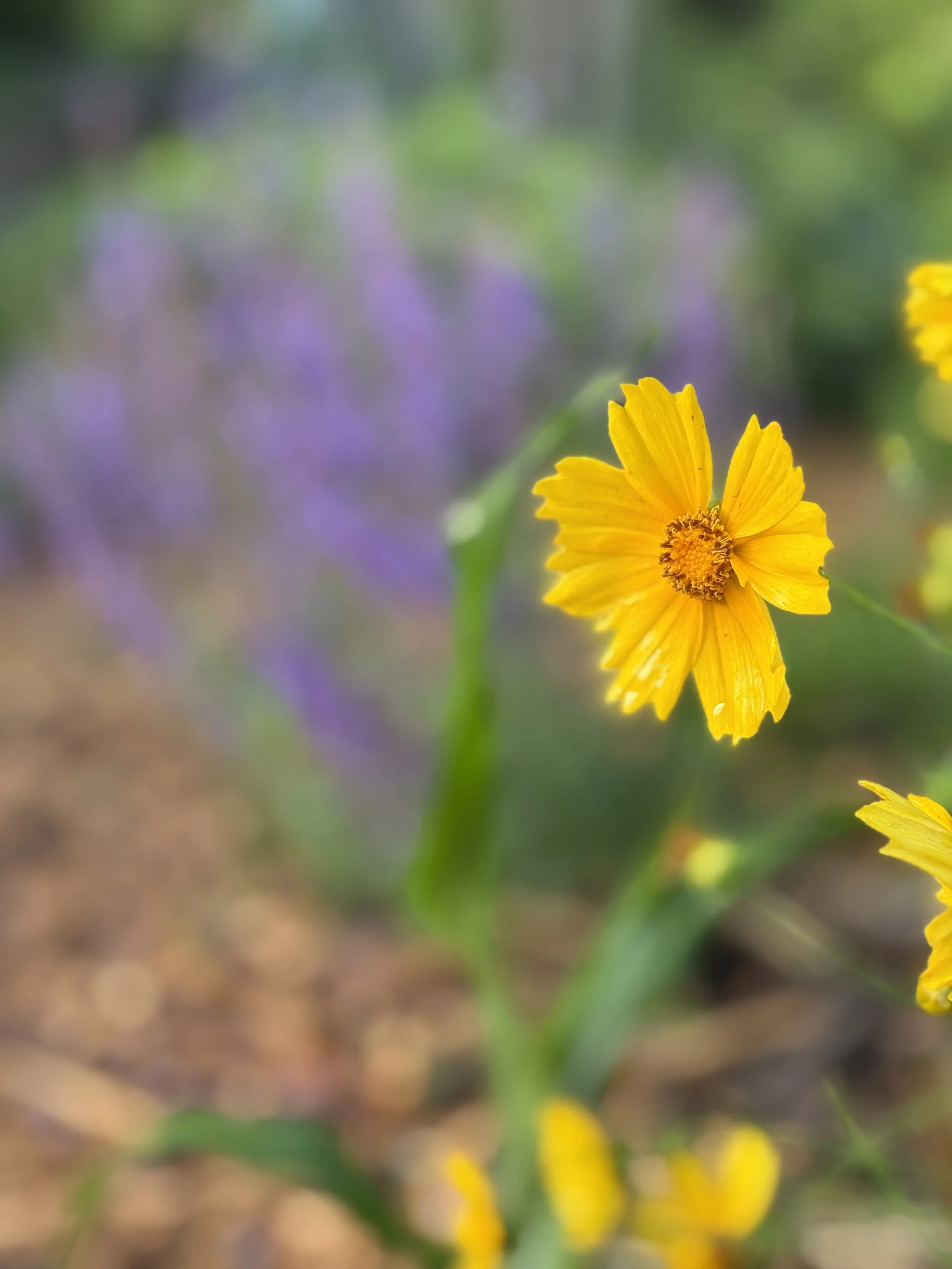 Tending the Garden: What Michigan Gardens Teach Us About Resilience