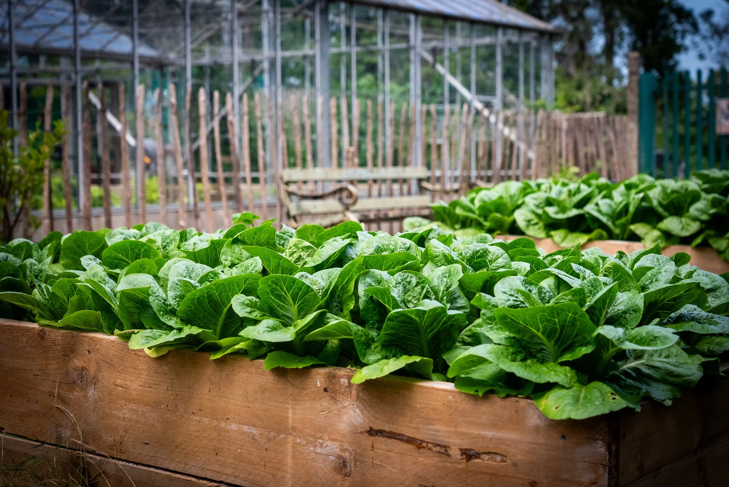 Lush green lettuces bursting out of a wooden raised bed. 
