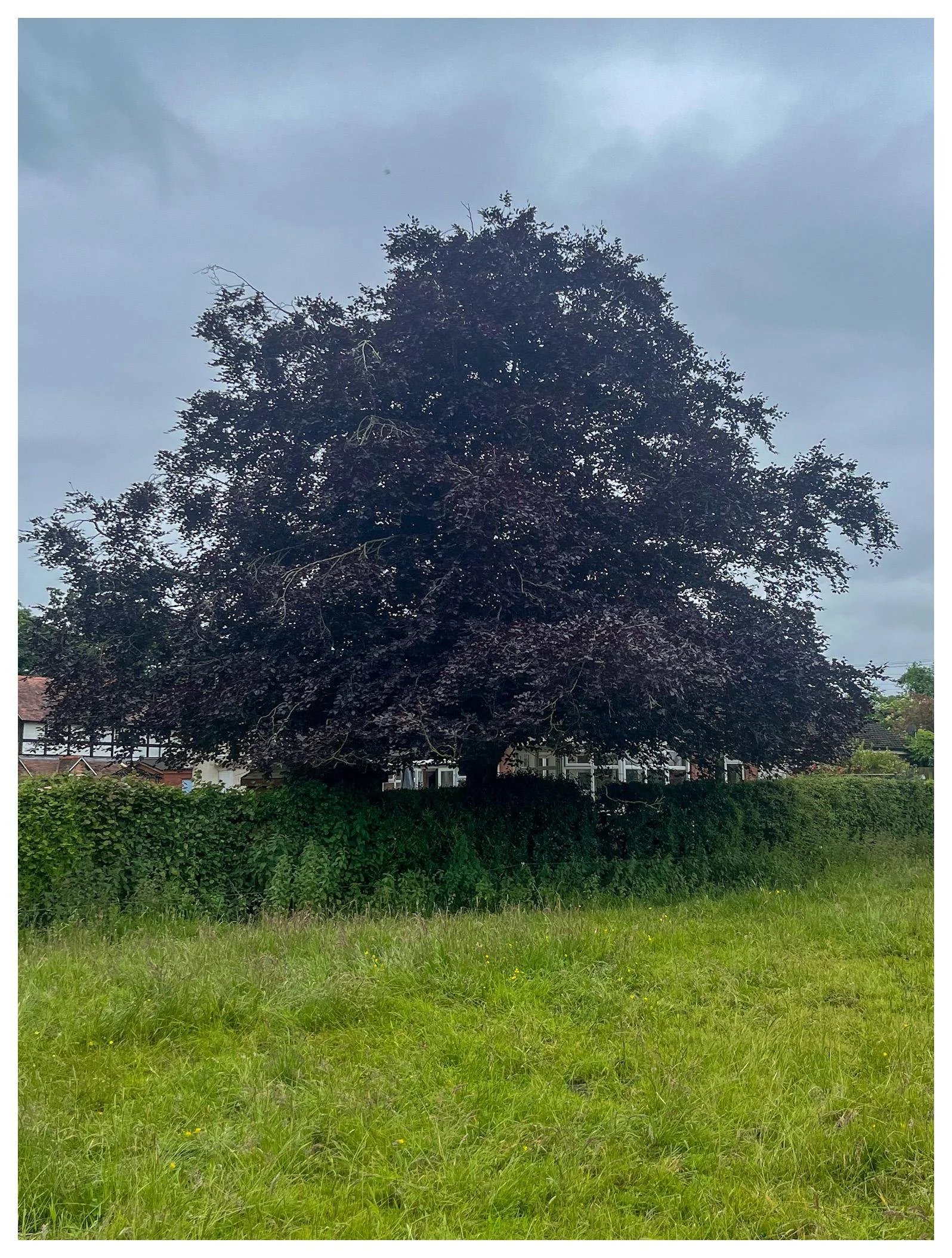 Image of a large tree in a green field.
