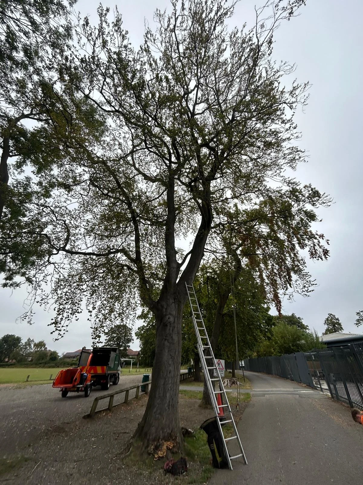 TREE REMOVAL: SCHOOL