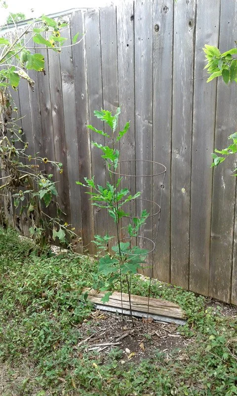 A Woodland Developing in my Own Backyard