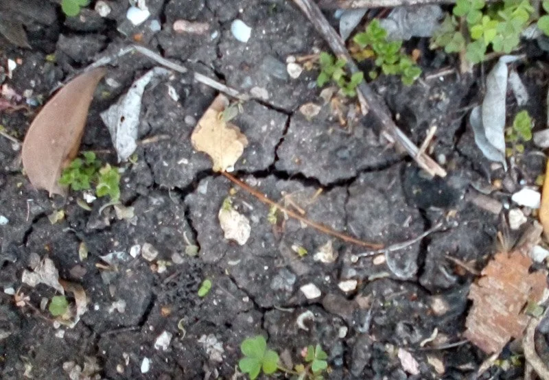 The Oak Tree Versus the Insidious Clay