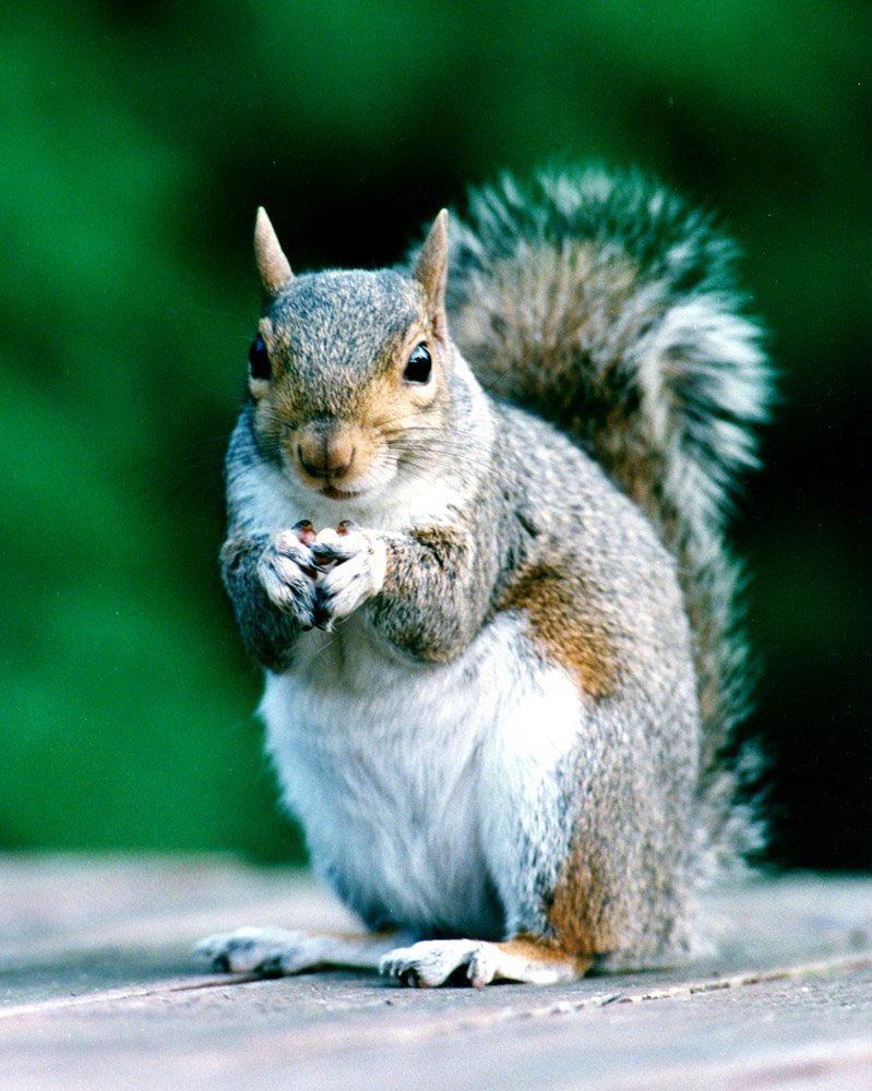 Married Squirrels