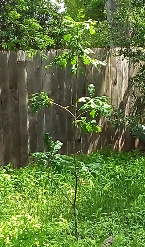 A Woodland Developing in My Own Backyard
