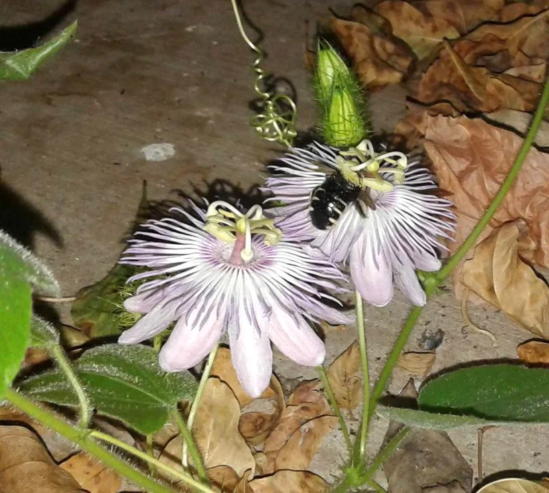 The Passionflowers and the Bees