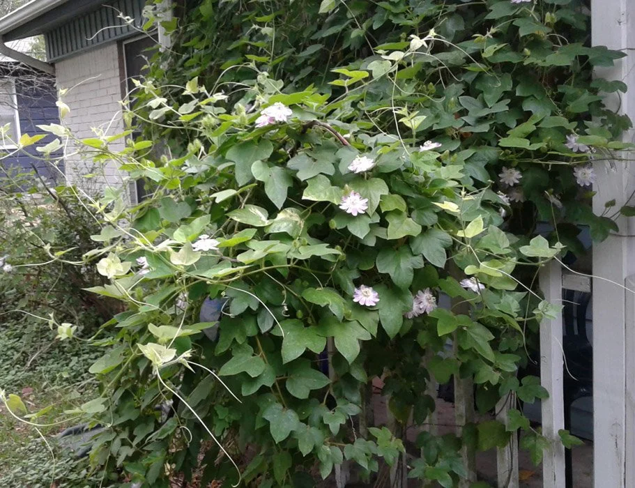 Caterpillars vs. the Bees