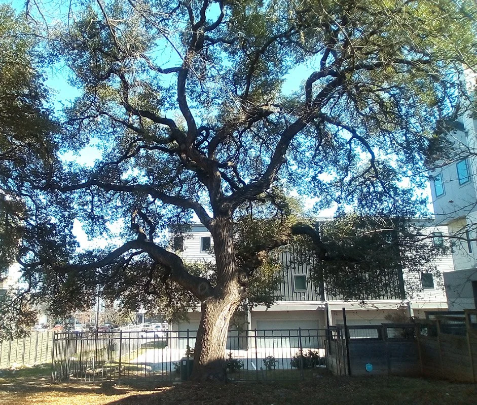 Recognizing the Escarpment Live Oak