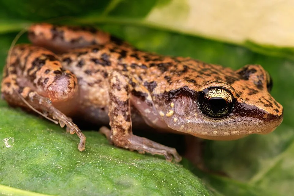 The Frogs That Chirp
