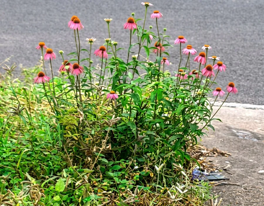 Farewell Purple Coneflowers
