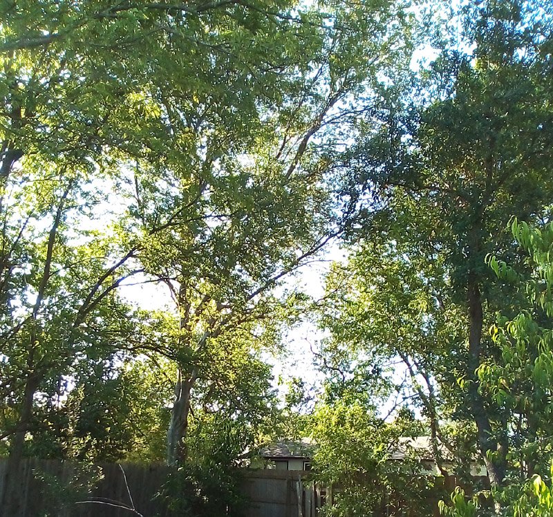 Is it Hackberry? Sugarberry?