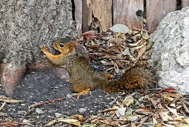 Married Squirrels