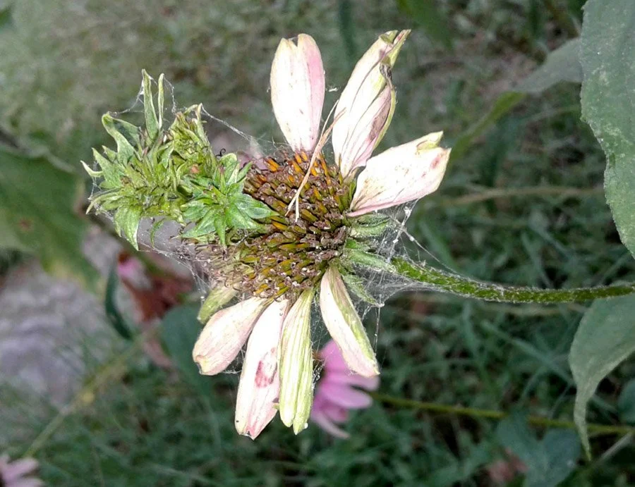 purple coneflower with aster yellows