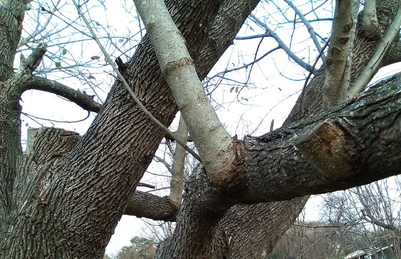 Did You Say Epicormic Branches?